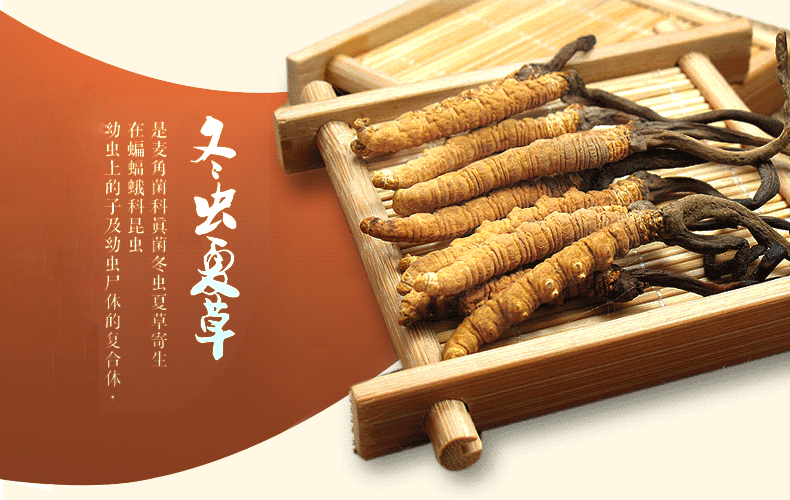 冬虫夏草的神奇养生功效，这些你都知道吗